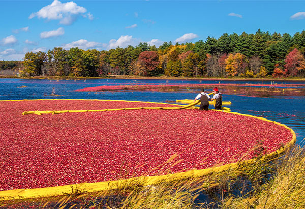 Récolte des cranberries USA