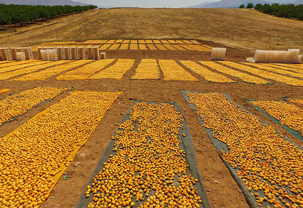 Récolte des abricots secs 2021