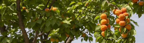 abricots mûrs sur une branche