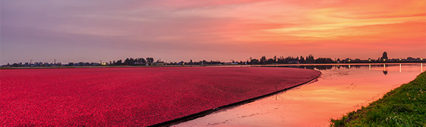 Récolte des cranberries dans un champ au coucher du soleil