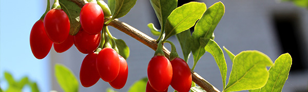 Baies de goji mûres sur une branche