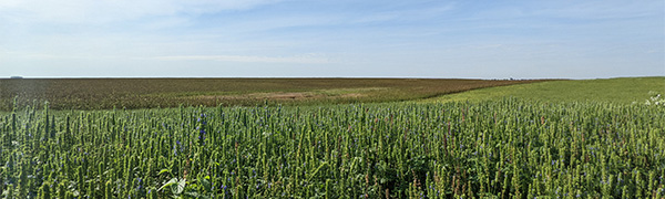 champ de chia