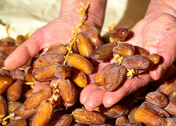 Dattes Deglet Nour en branches tenues dans les mains