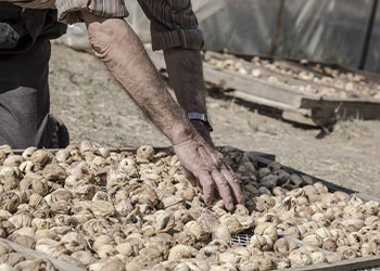 homme qui ramasse des figues séchées