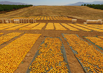 séchage des abricots sur des bâches en plein champ en Turquie