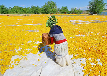 Femme qui étale des abricots secs récoltés sur des bâches en plein champ