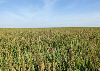 champ de chia