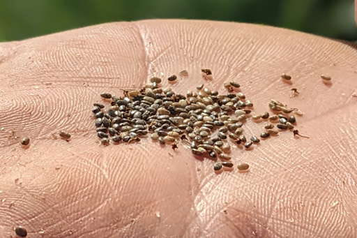 graine de chia dans une main