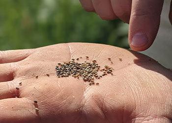 graines de chia dans une main