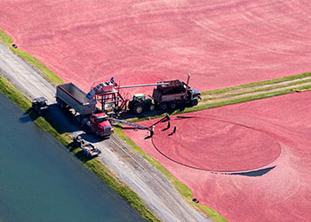 champ de cranberries inondé pour la récolte vue du ciel