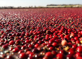 Canneberges flottant dans un champ de cranberries inondé