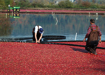 deux hommes récoltant les cranberries dans un champ inondé