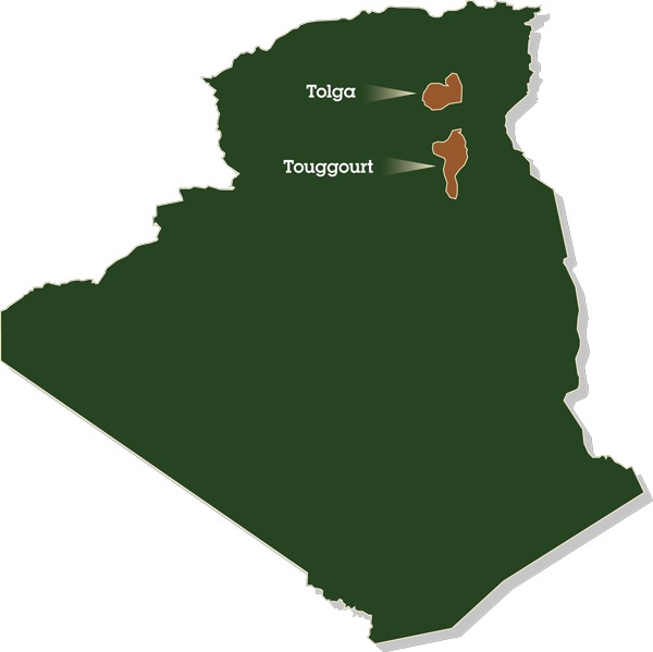 Carte de l'Algérie avec focus sur les oasis de Tolga et Touggourt
