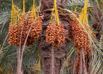 Régimes de dattes Deglet Nour sur un palmier