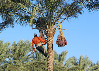 Homme qui grimpe sur un palmier pour récolter les régimes de dattes Deglet Nour