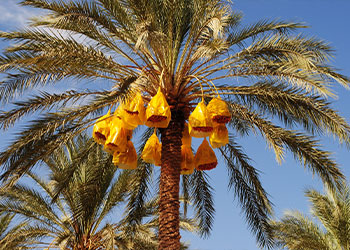 Zoom sur des régimes de dattes dans un palmier