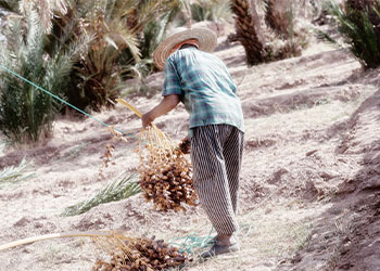 Homme qui ramasse les dattes Deglet Nour au sol