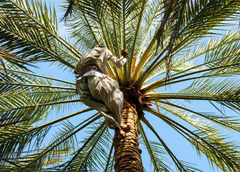 Ouvrier qui monte à l'arbre pour récolter les dattes