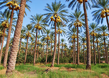 Palmeraie de l'oasis de Tolga en Algérie