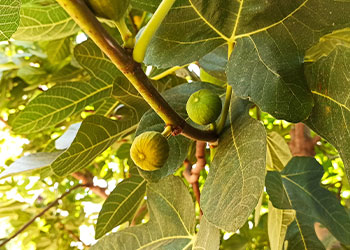 Figues vertes dans un figuier