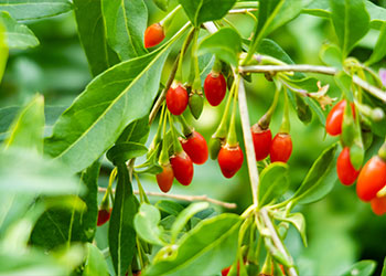 baies de goji fraiches sur une branche