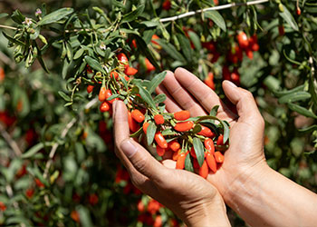 baies de goji fraiches récoltées