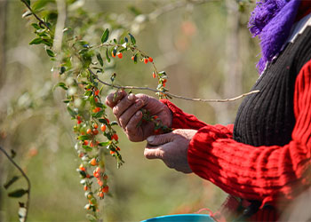 personne qui cueille des baies de goji fraiches