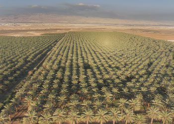 Palmeraie de dattes Medjool en Israël