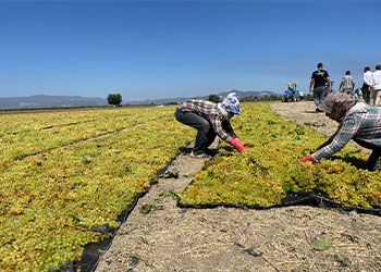 étalage des raisins sur des bâches pour séchage au soleil