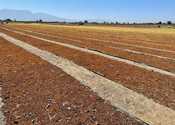Raisins sultanine en train de sécher au soleil en Turquie