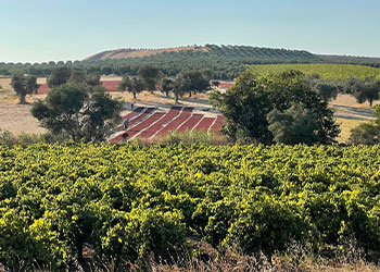 vignes en Turquie avec en fond le séchage du raisin sultanine