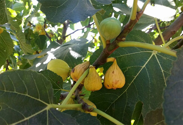 mini figues en train de sécher sur un figuier en Espagne