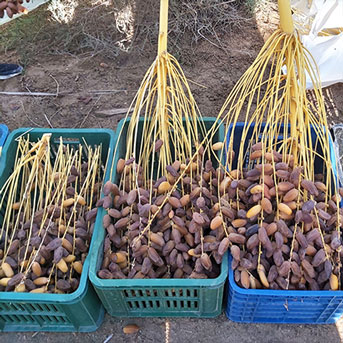 Régimes de dattes Deglet Nour récoltés dans des caisses plastiques