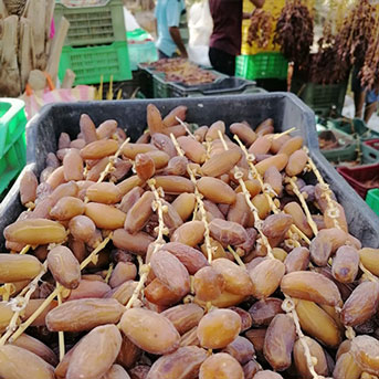 Branches de dattes Deglet Nour de Tunisie dans une caisse plastique
