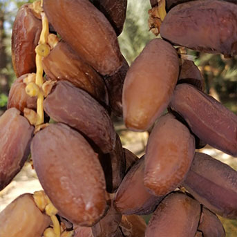 zoom sur une branche de dattes Deglet Nour de Tunisie